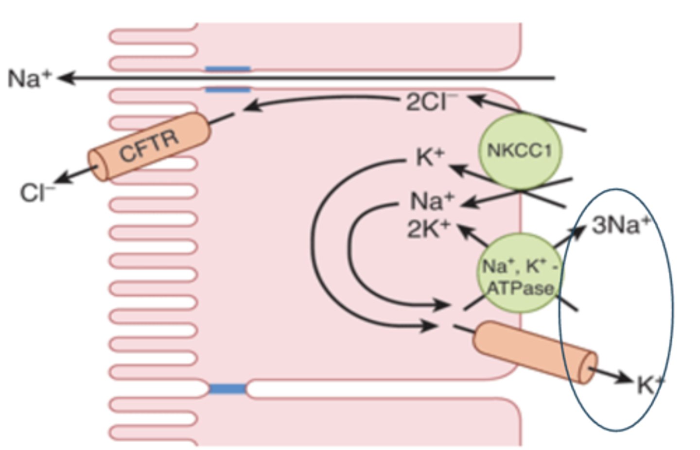 <p>- Cl– normally enters enterocytes from the interstitial fluid via Na+–K+–2 Cl– cotransporters in their basolateral membranes</p><p>- secreted into the intestinal lumen via channels that are regulated by various protein kinases</p>