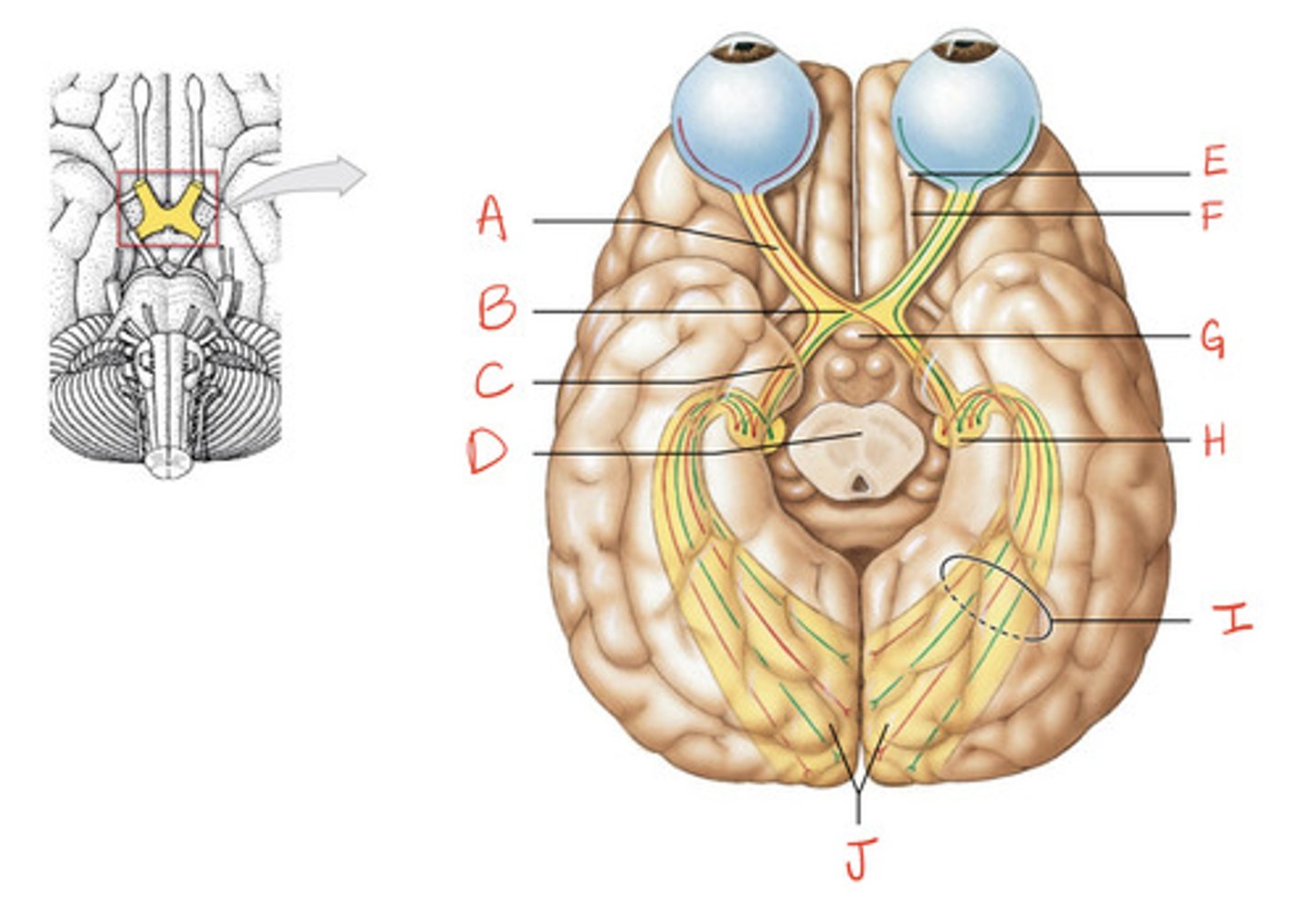 <p>What is the structure indicated by A?</p>