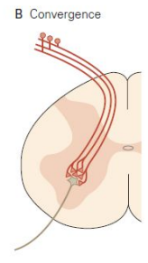<p>Multiple nerve cells synapse on single neuron</p><p>Target integrates info from multiple sources</p>