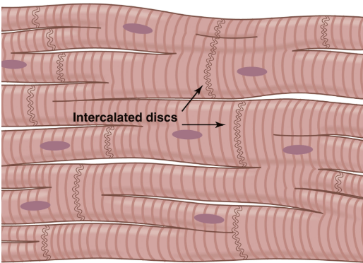 <p>Striated</p><p>Actin and myosin filaments</p><p>Intercalated discs (cell membrane) forming gap junctions</p>
