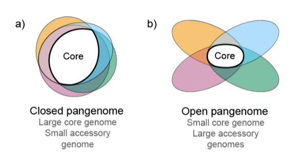 <p>A closed genome has a large core genome and small accessory genome, while an open is the opposite.</p>