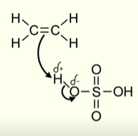 <ul><li><p>Electron pair in the pi bond of the alkene is attracted to the positive hydrogen atom (which acts as an electrophile)</p></li></ul><p></p>