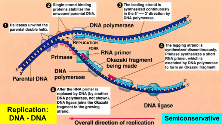 DNA REPLICATION: SEMICONSERVATIVE MODEL