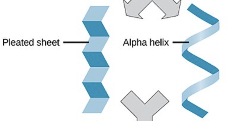 <ul><li><p>hydrogen bonding between backbones of amino acids determining primary function</p><ul><li><p>alpha helix</p></li><li><p>beta pleats</p></li></ul></li></ul><p></p>