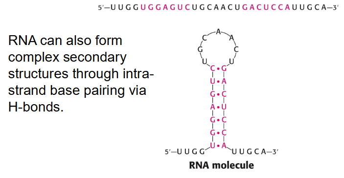 <p>- Sequence of Ribonucleotides from 5' to 3'</p><p>- RNA can also form complex secondary structures through intrastrand base pairing via H-bonds</p>