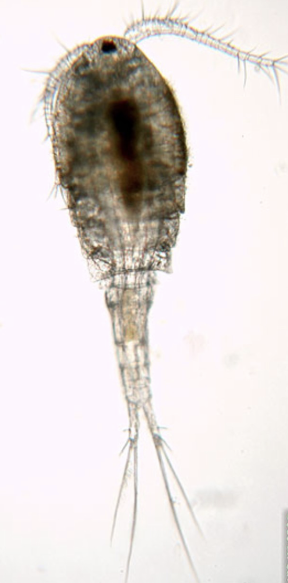 <ul><li><p>identify </p></li></ul><ul><li><p>representative genus</p></li><li><p>disease</p></li></ul><p></p>