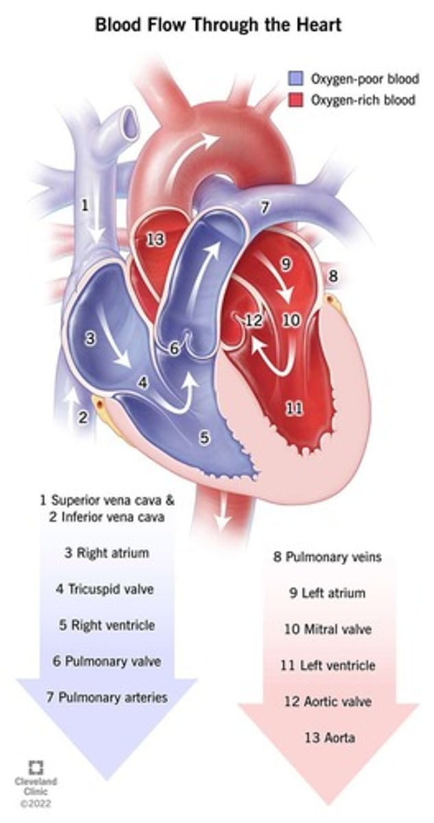 <p>Carries blood to the lungs for gas exchange and back to the heart.</p>