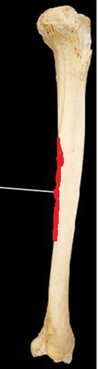 <p>Border of radius for interosseous membrane attachment.</p>