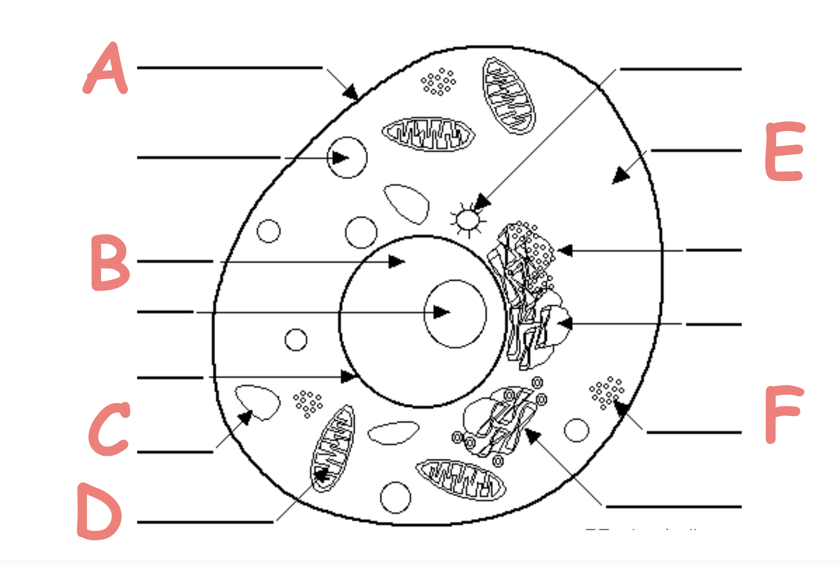 <p>Which letter shows the Nucleus</p>