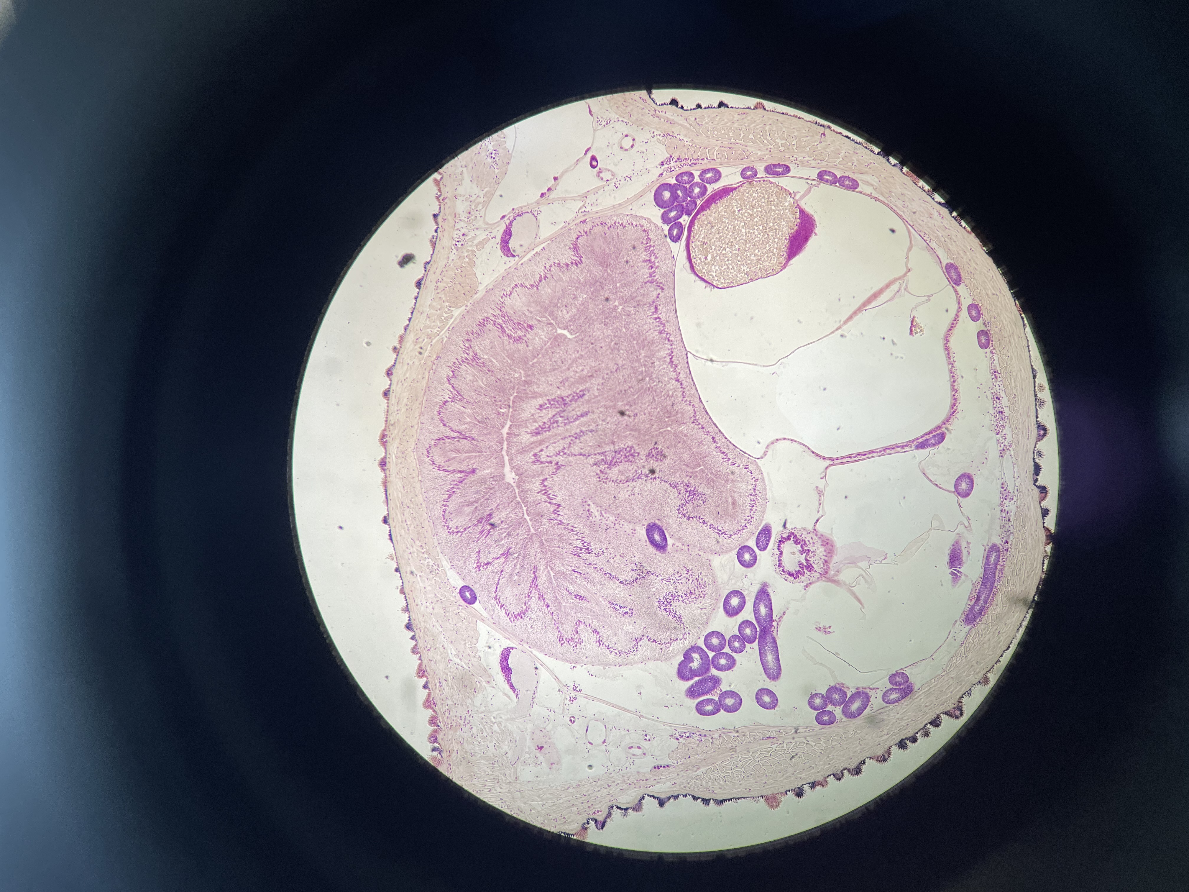 <p>what is this? find the gut, body wall layers, slime gland, heart, and hemocoel </p>
