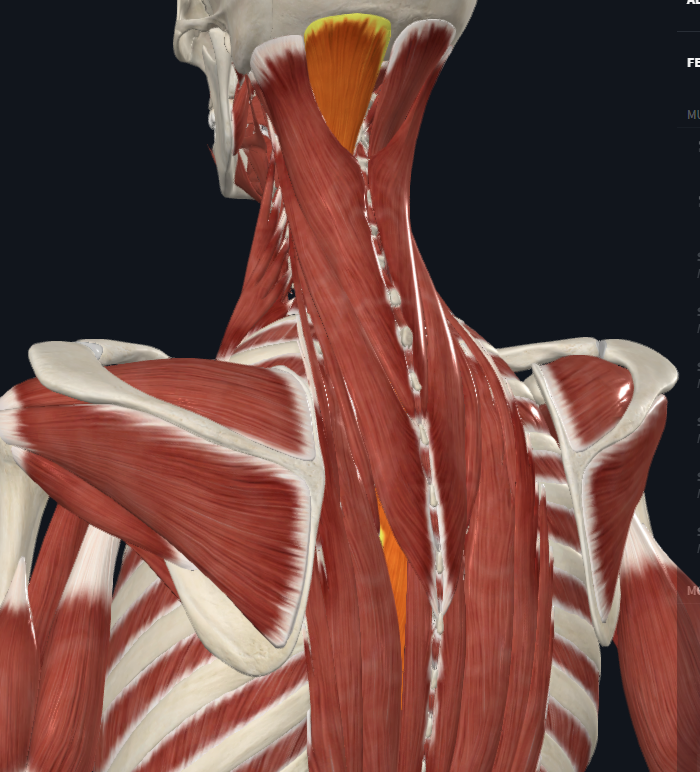 <p>What group of muscles is this</p>