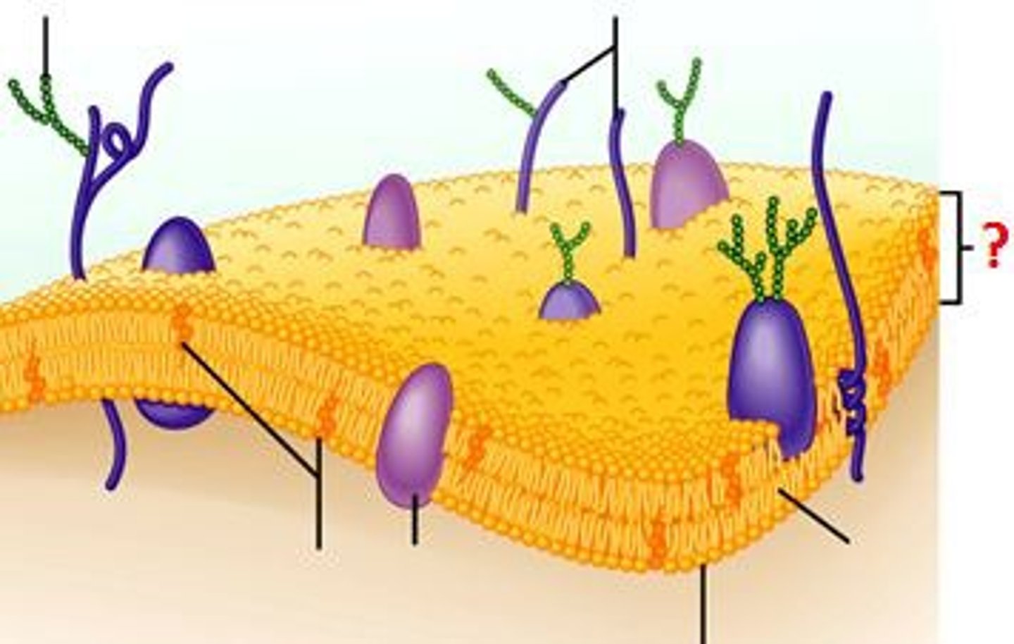 <p>Double layer of lipids; heads face outward, tails are in the middle</p>