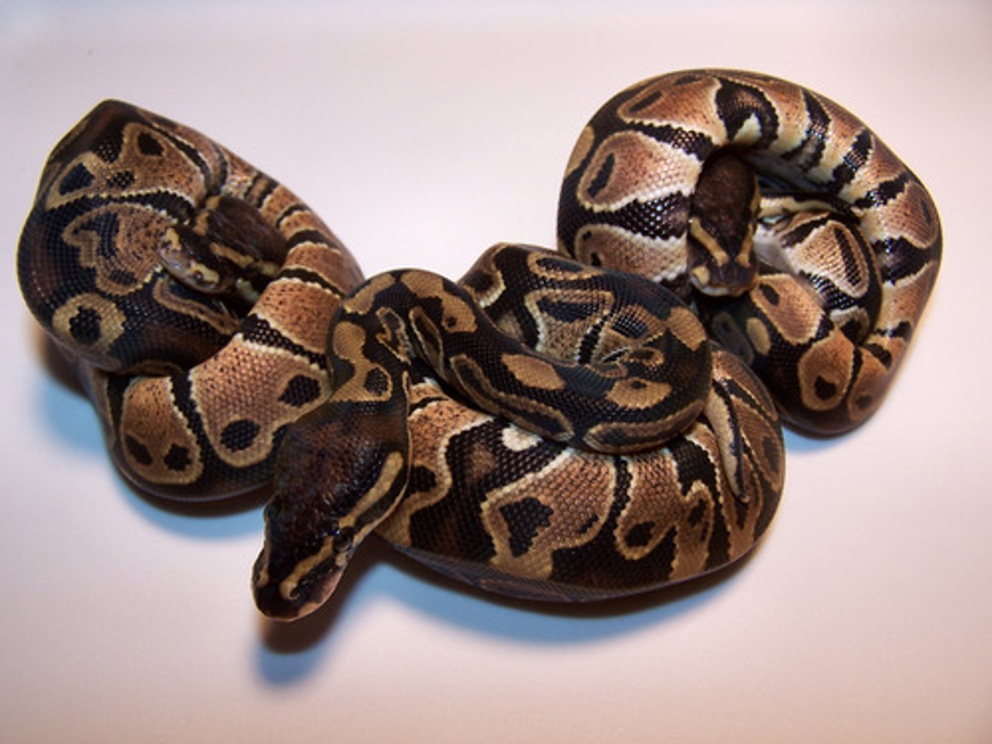 <p>boa constrictor</p>