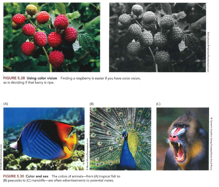 <ul><li><p>kleurenzicht: geen absolute noodzaak, wel een voordeel</p></li><li><p>in dierenrijk: minstens 2 gedragsgebieden waar kleurenzicht bijzonder nuttig is:</p><ul><li><p>eten</p><ul><li><p>makkelijker om voedsel te vinden &amp; goed van slecht voedsel te onderscheiden</p><ul><li><p>bv. vinden van rijpe frambozen makkelijker met kleurenzicht</p></li></ul></li></ul></li><li><p>voortplanting</p><ul><li><p>zoeken &amp; beoordelen van potentiële partners</p><ul><li><p>kleurrijke vertoningen, van patronen op tropische vissen, tot staart van pauw &amp; gezicht van mandril → seksuele signalen</p></li></ul></li></ul></li></ul></li><li><p>algemeen: kleurenzicht nuttig bij visuele zoektaken</p></li></ul><p></p>