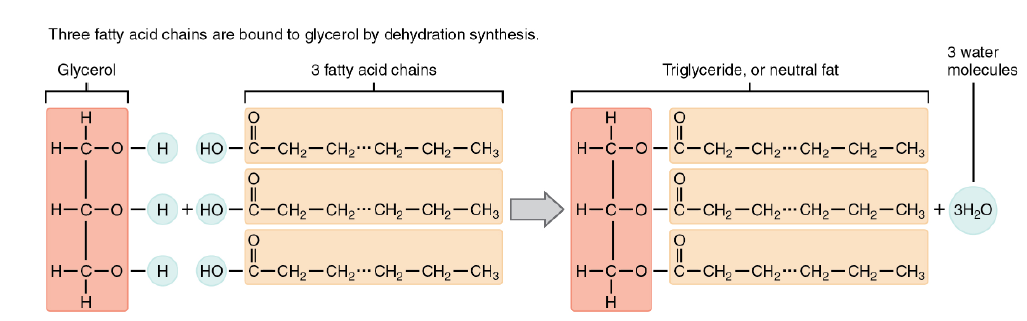 <p>one of the most common dietary lipid grps, found most abundant in body tissues. Fat. Formed from synthesis of glycerol backbone at core (3 C atoms), & 3 fatty acids (long chains of hydrocarbons w/ carboxyl grp n a methyl grp at opposite ends)</p>