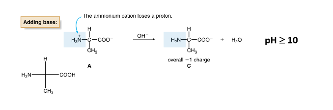 <ul><li><p>when pH is high (or basic), the ammonium cation loses a proton</p></li><li><p>-1 charge</p></li></ul>