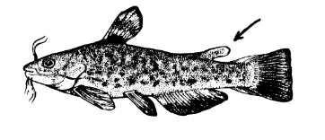 <p>A fin that is characteristic of trout and catfish. It is present on the midline of the body behind the dorsal fin.</p>