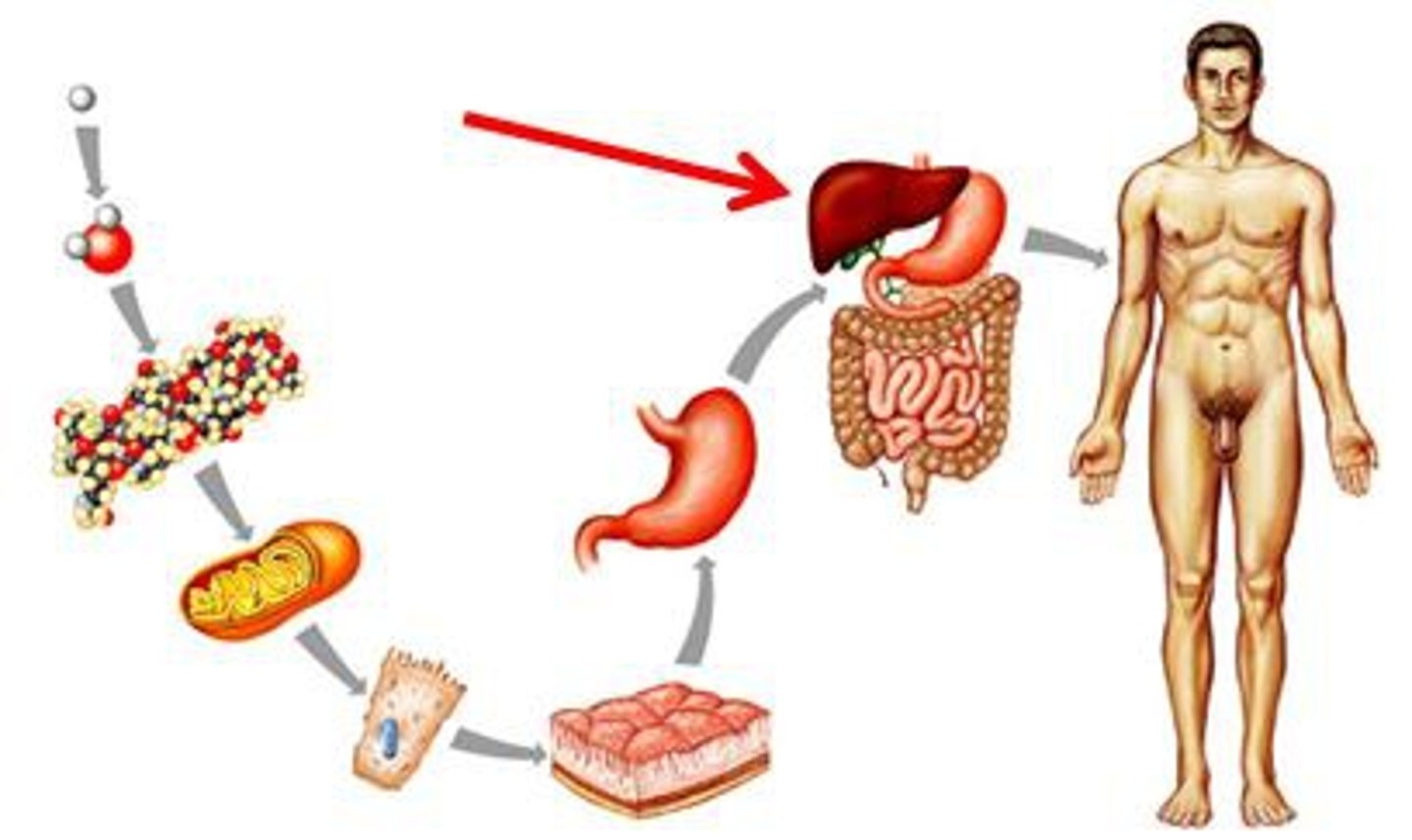 <p>Organs working together to perform a specific function</p>