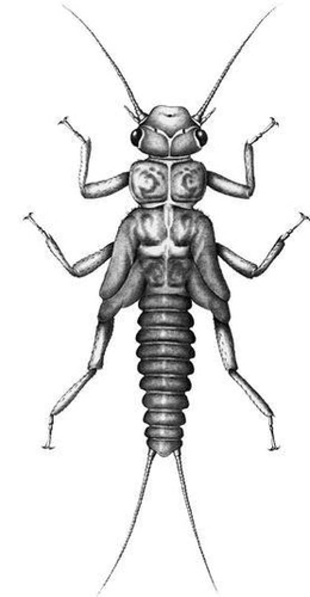 <p>Paired appendages found on the rear of insects.</p>