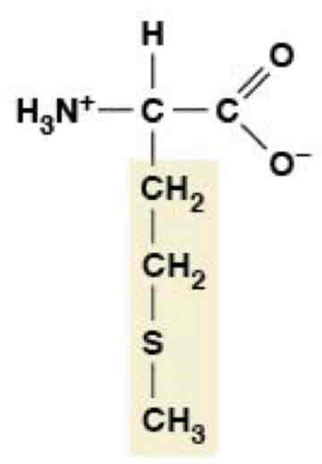 <p>Nonpolar (Hydrophobic)</p>