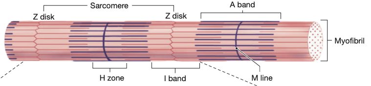 - center of a band, has only thick filaments
- lighter than outer edges of a band