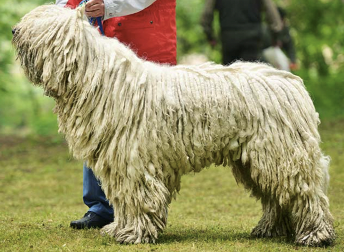 <p>What breed is this?</p>