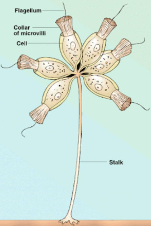 <p>have <span>a single </span><strong>flagellum </strong><span>surrounded by a </span><strong>collar </strong><span>of &nbsp;<mark data-color="yellow">microvilli</mark></span></p>