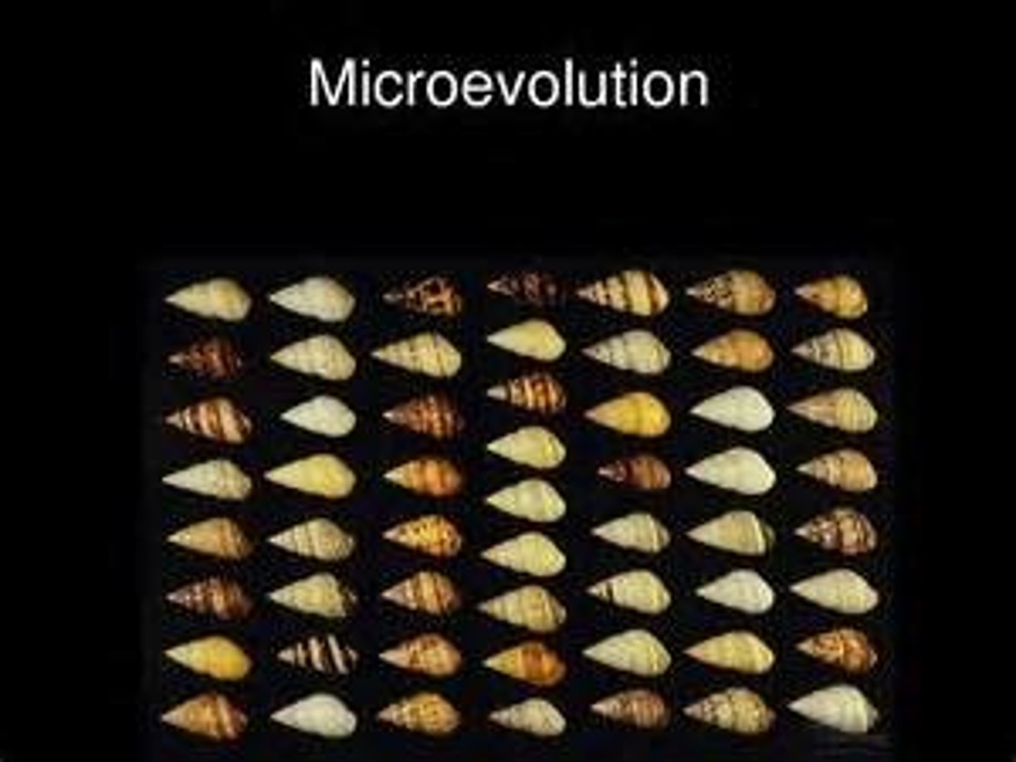 <p>accumulation of (through mutation) new characteristics in a species</p>