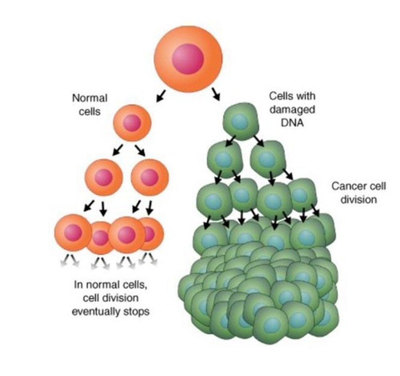 <p>1. Too much cell division (e.g., tumors), 2. Too little cell division (e.g., spinal cord injury and weakened heart muscles), 3. Abnormal cell function (e.g., hemophilia which is the inability of liver cell to produce the correct amount of clotting factors).</p>
