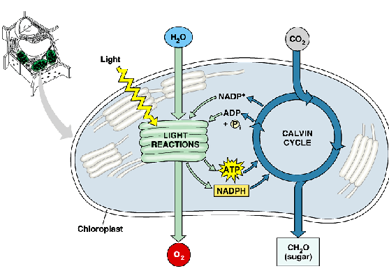 <p>describe the calvin cycle (synthesis) stage</p>