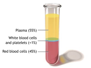 <p>Blood is a collection of cells that have been specialized to perform a set of tasks within an organism.</p><p>For this reason, doctors and scientists consider blood a tissue and not a fluid.</p><p><span><span>Blood consists of two distinct elements:</span></span></p><p><span><span>1.</span><strong><span>Plasma:</span></strong><span> the fluid portion of the blood (55% of blood)</span></span></p><p><span><span>2.</span><strong><span>Cells:</span></strong><span> the solid portion of blood (45% of blood)</span></span></p>