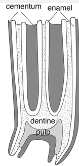 <p>hypsodont</p>