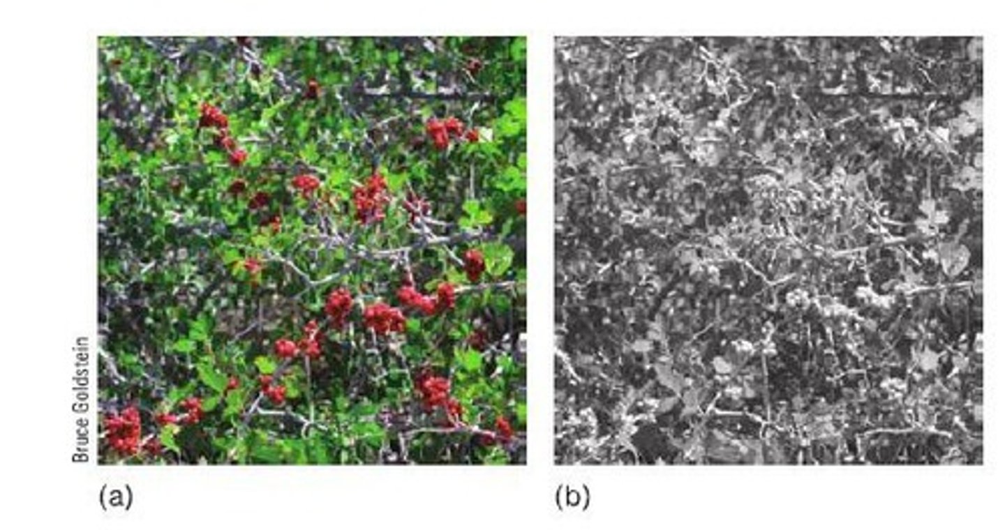 <p>Color blindness is a condition where individuals have difficulty distinguishing certain colors, often due to the absence or malfunction of specific cone types.</p>