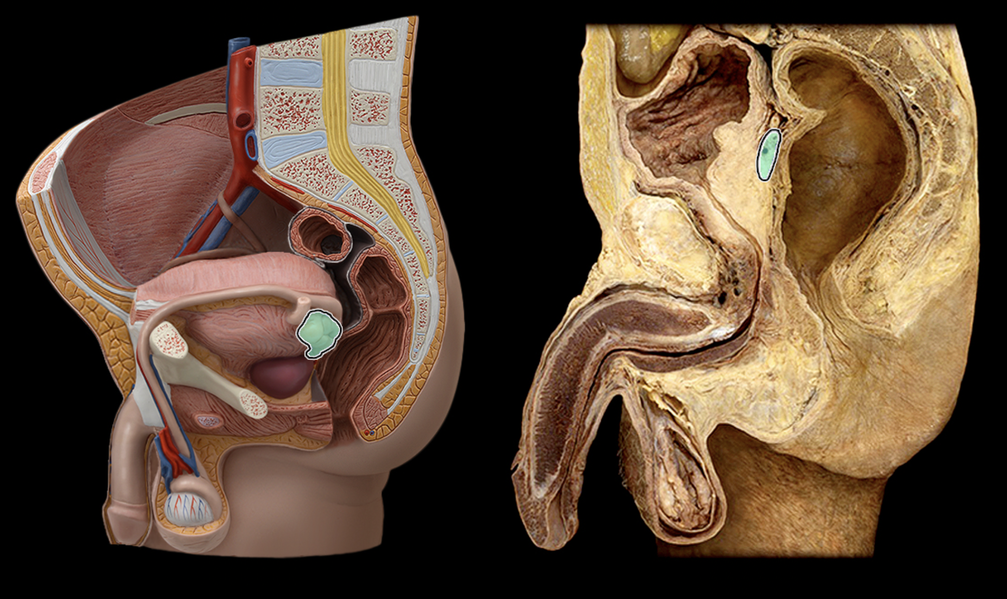 <p>What structure is shown?</p>