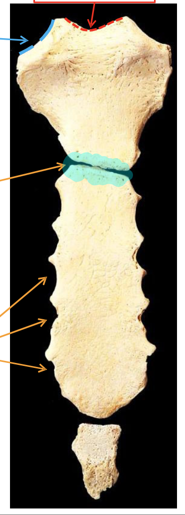 <p>Name the highlighted region.</p>
