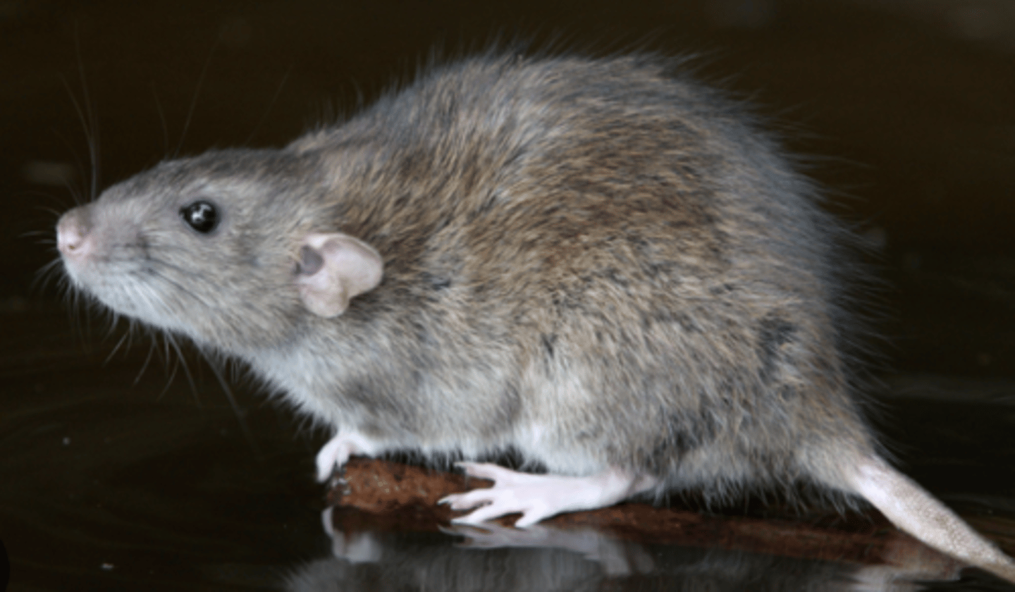 <p>Name, habitat, range</p>