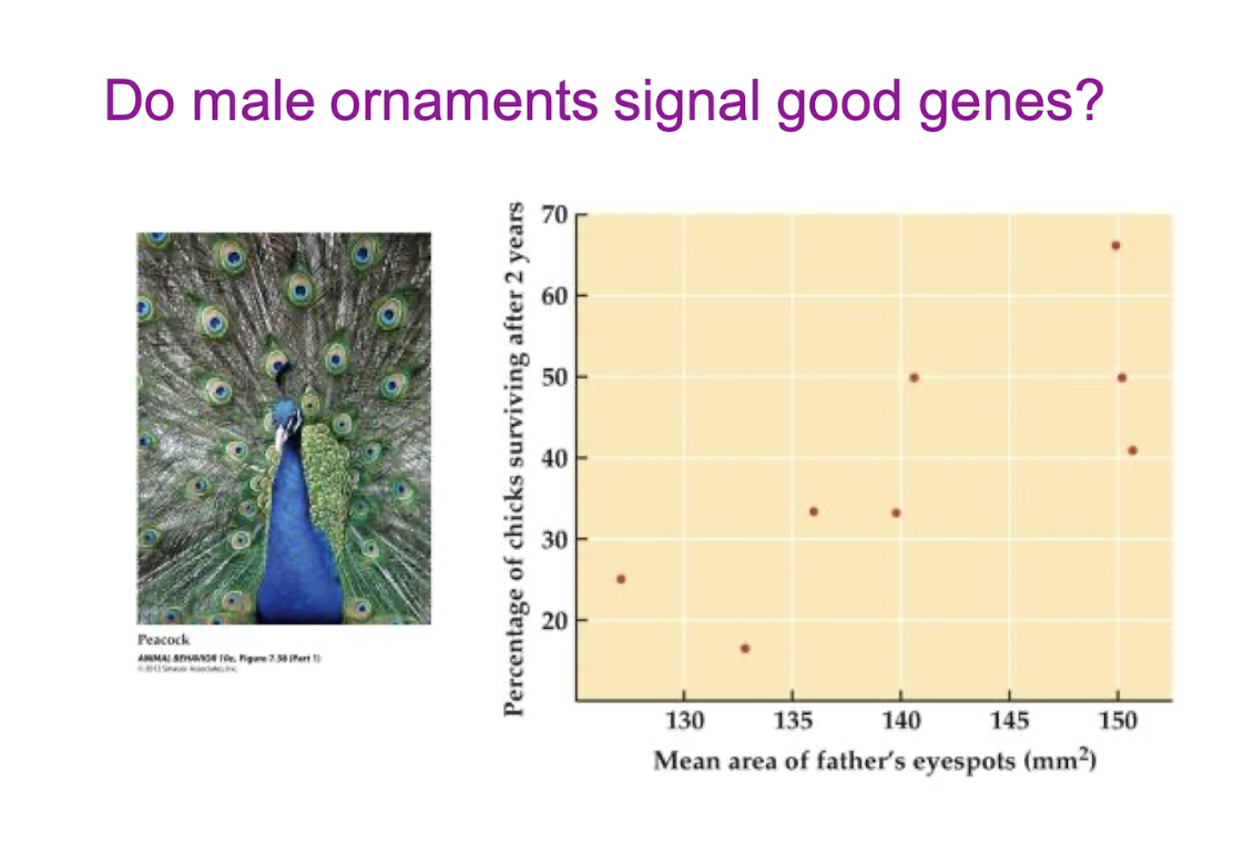 <p>good genes</p>