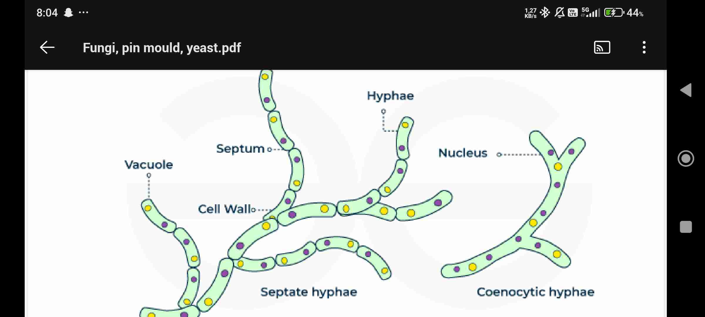 <p>Thread like filaments or tubes, composed of protoplasm, subjected to branching</p>
