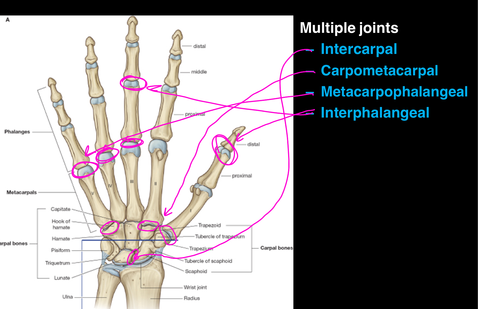 <ol><li><p>Intercarpal (carpal bones to carpal bones), </p></li><li><p>Carpometacarpal (distal carpal bones to metacarpal base), </p></li><li><p>Metacarpophalangeal (distal metacarpals to proximal phalanges), </p></li><li><p>Interphalangeal (between phalanges). </p></li></ol><p></p>