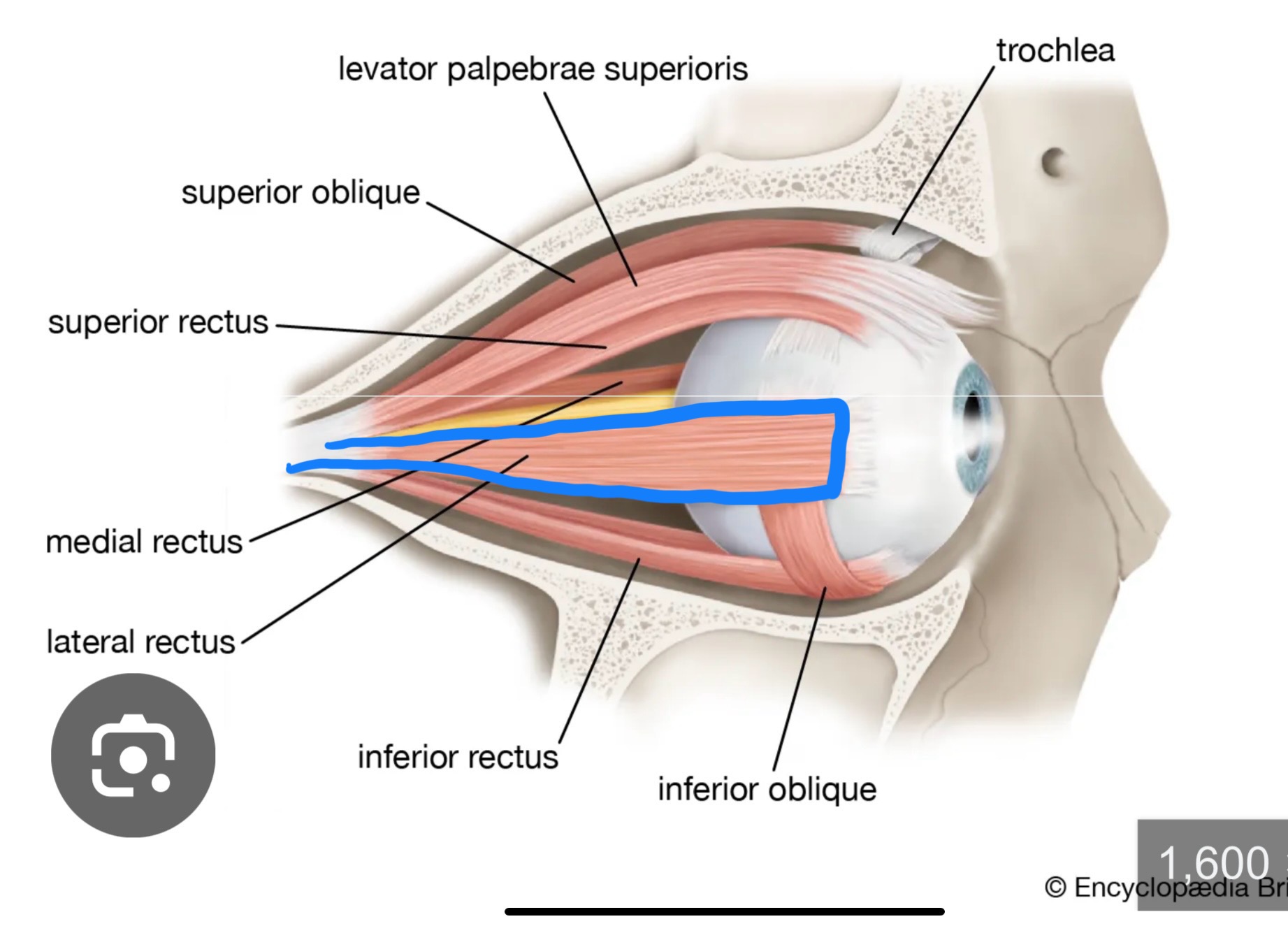 <p>What structure is this?</p>