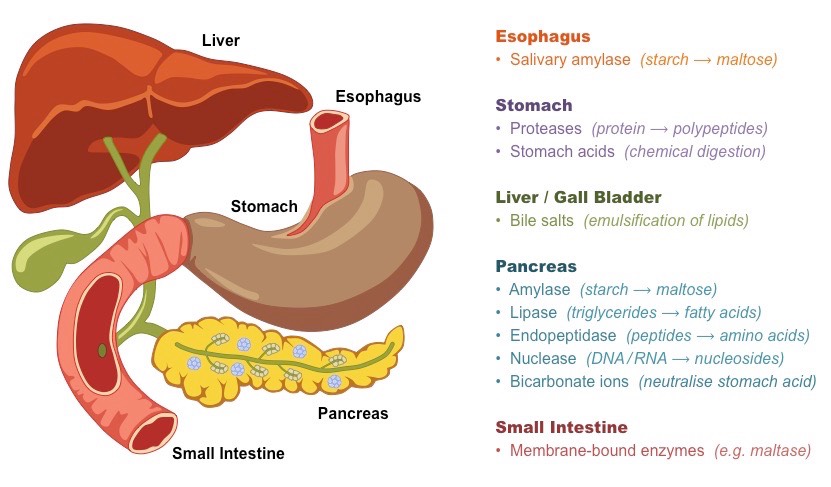 <ul><li><p>Carbohydrate: Amylase (salivary glands), enzymes for disaccharide hydrolysis immobilized on epithelial lining (small intestine), no enzyme capable of digesting cellulose. </p></li><li><p>Proteins: Release of proteases (~2 pH) in acidic pH of stomach; endopeptidases (small intestine) breaks down smaller polypeptide chains (pH~7). </p></li><li><p>Lipids: Occurs in intestines (emulsification of fat globules) → Digested by lipases from pancreas. </p></li><li><p>Nucleic Acids: Nucleases in pancreas. </p></li></ul>