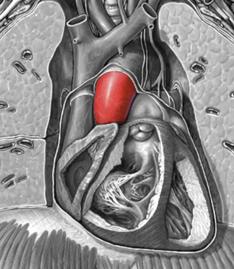 <p>Which arteries:</p><ul><li><p>Middle of chest, behind the sternum</p></li><li><p>Anterior to left atrium</p></li></ul><p></p>