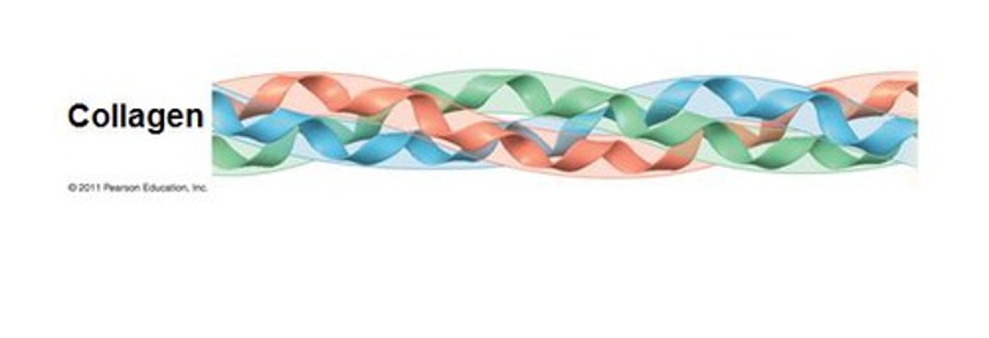 <p>Shape: long and fibrous</p><p>Function: forms fibers that run through tissues (it makes your bones strong and skin "tight")</p>