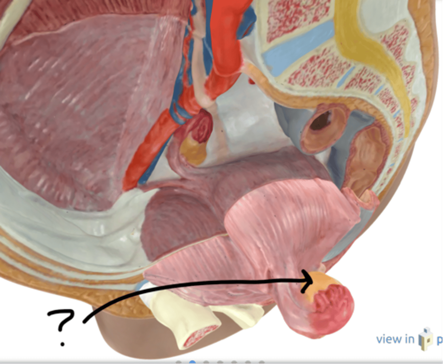 <p>Name this organ</p>