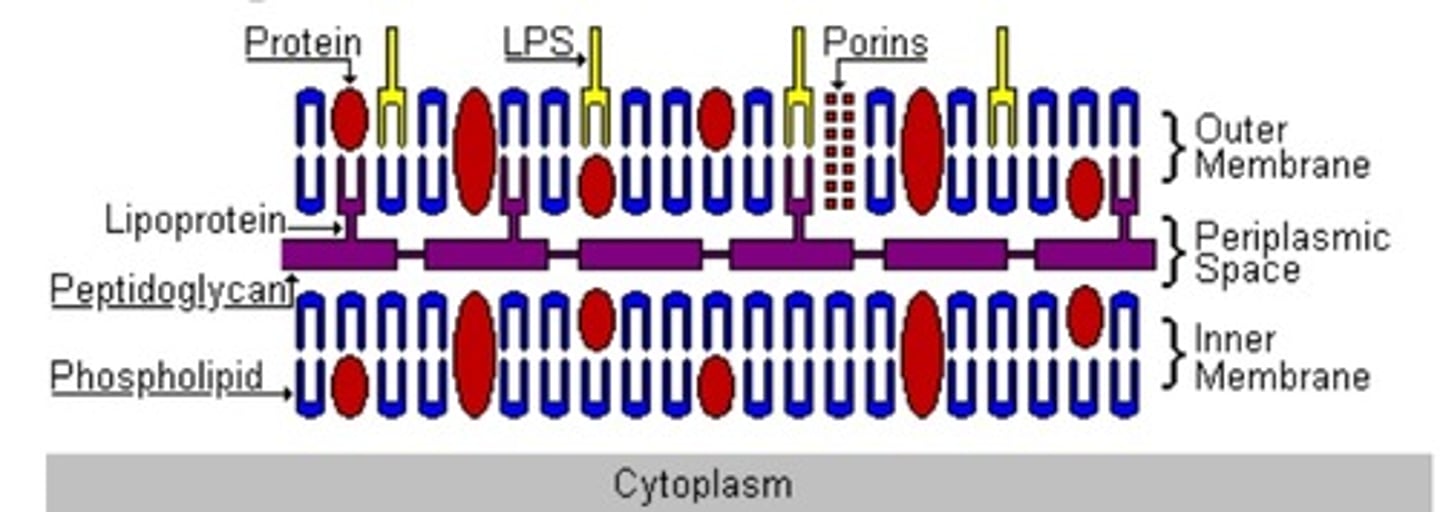 <p>thin layer of peptidoglycan and a second outer membrane</p>
