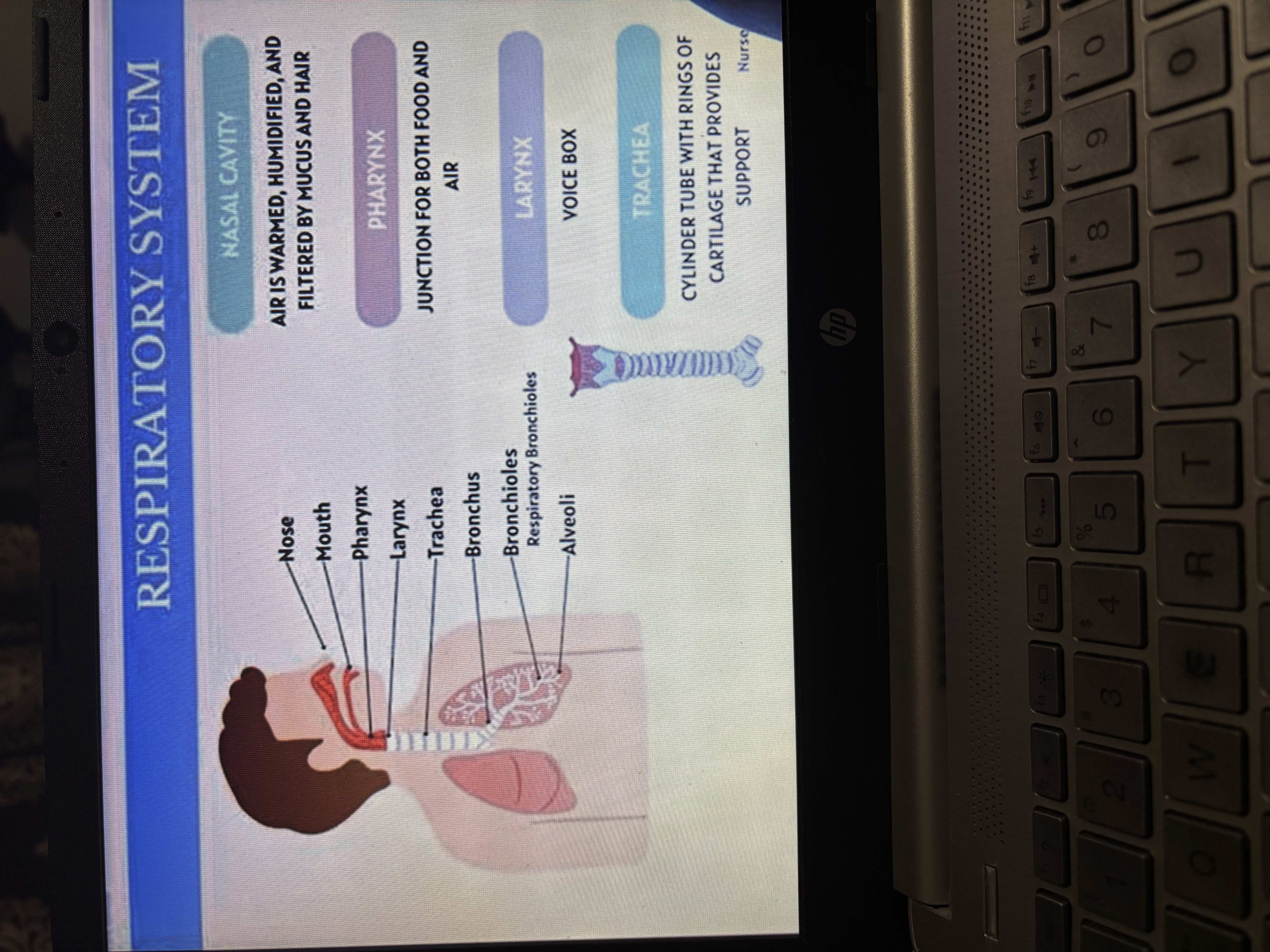 <p><strong>Mnemonic to Remember the Order:</strong></p><p>“Nice People Like Taking Big Big Apples” Nice – Nose</p><p>People – Pharynx</p><p>Like – Larynx</p><p>Taking – Trachea</p><p>Big – Bronchi</p><p>Big – Bronchioles</p><p>Apples – Alveoli</p><p><span data-name="lungs" data-type="emoji">🫁</span></p><p><span><strong>Air’s Journey Through the Respiratory System (Step-by-Step):</strong></span></p><p></p><p></p><ol><li><p><span>Nose/Nasal Cavity – Air enters here. It gets filtered, warmed, and moistened.</span></p></li><li><p><span>Pharynx (throat) – A shared tube for air and food.</span></p></li><li><p><span>Larynx (voice box) – Air passes through; helps with sound.</span></p></li><li><p><span>Trachea (windpipe) – Main airway going down the neck.</span></p></li><li><p><span>Primary Bronchi – Trachea splits into two main tubes:<br></span></p><ul><li><p><span>Right Primary Bronchus → right lung</span></p></li><li><p><span>Left Primary Bronchus → left lung</span></p></li></ul></li><li><p></p></li><li><p><span>Secondary Bronchi – Each primary bronchus divides into smaller branches going to each lobe of the lungs:<br></span></p><ul><li><p><span>Right lung → 3 secondary bronchi</span></p></li><li><p><span>Left lung → 2 secondary bronchi</span></p></li></ul></li><li><p></p></li><li><p><span>Bronchioles – Tiny tubes that branch from secondary bronchi like thin tree branches.</span></p></li><li><p><span>Terminal Bronchioles – The last part of the bronchioles.<br></span></p><ul><li><p><span>They do NOT do gas exchange, but they lead into the next part that does.</span></p></li></ul></li><li><p></p></li></ol><p></p>