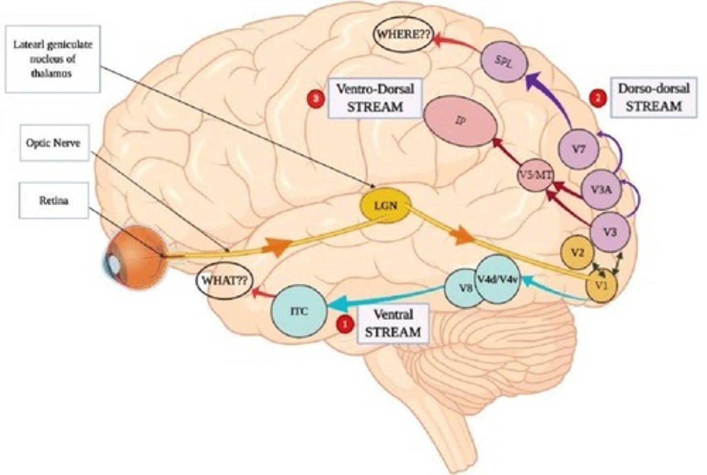 <p>Eye → LGN (subcortex) → V1 (primary visual cortex).</p>