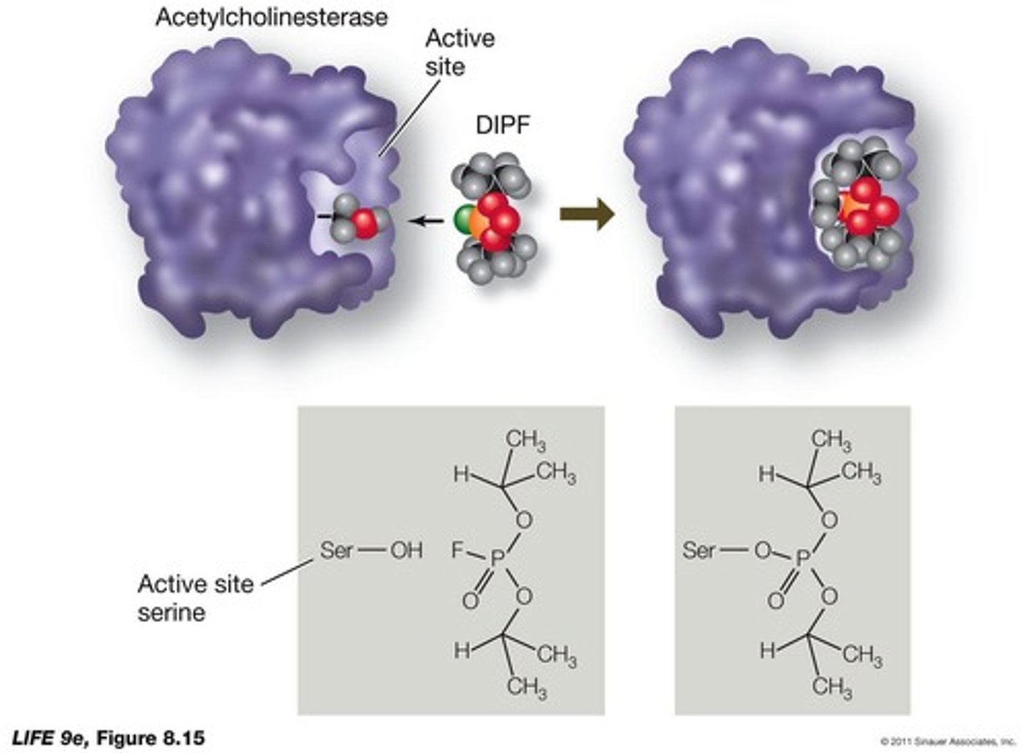<p>occurs when an inhibitor covalently bonds to the active site of an enzyme, permanently inactivating it.</p><p></p>