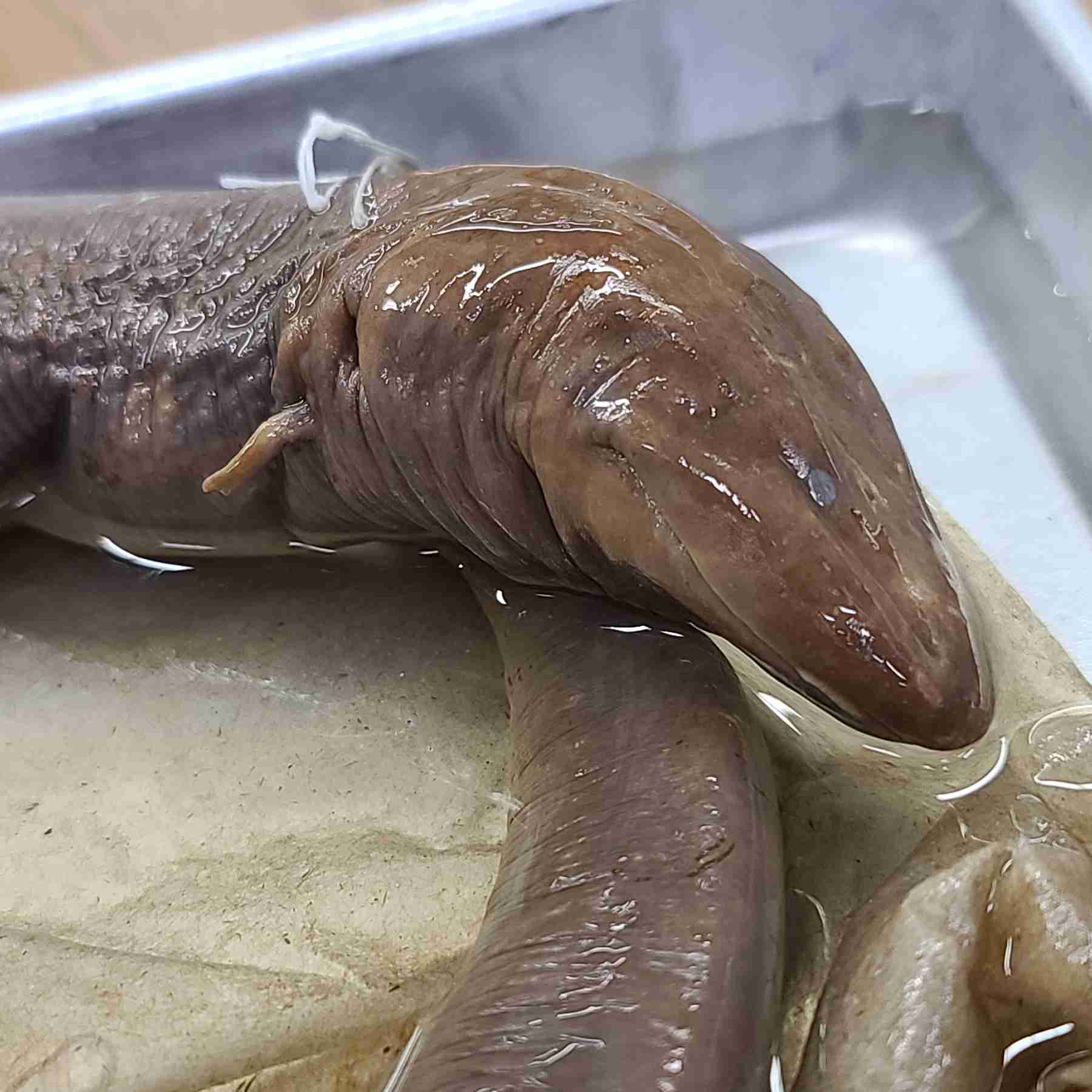 <p>Eel-like, no external gulls, 4 tiny legs</p>