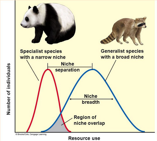 <p><span style="background-color: transparent;"><span>A species that can live under a wide range of abiotic or biotic conditions.</span></span></p><ul><li><p><span style="background-color: transparent;"><span>Fare better than specialists under changing conditions (alternative habitats and food sources available)</span></span></p></li></ul><p></p>
